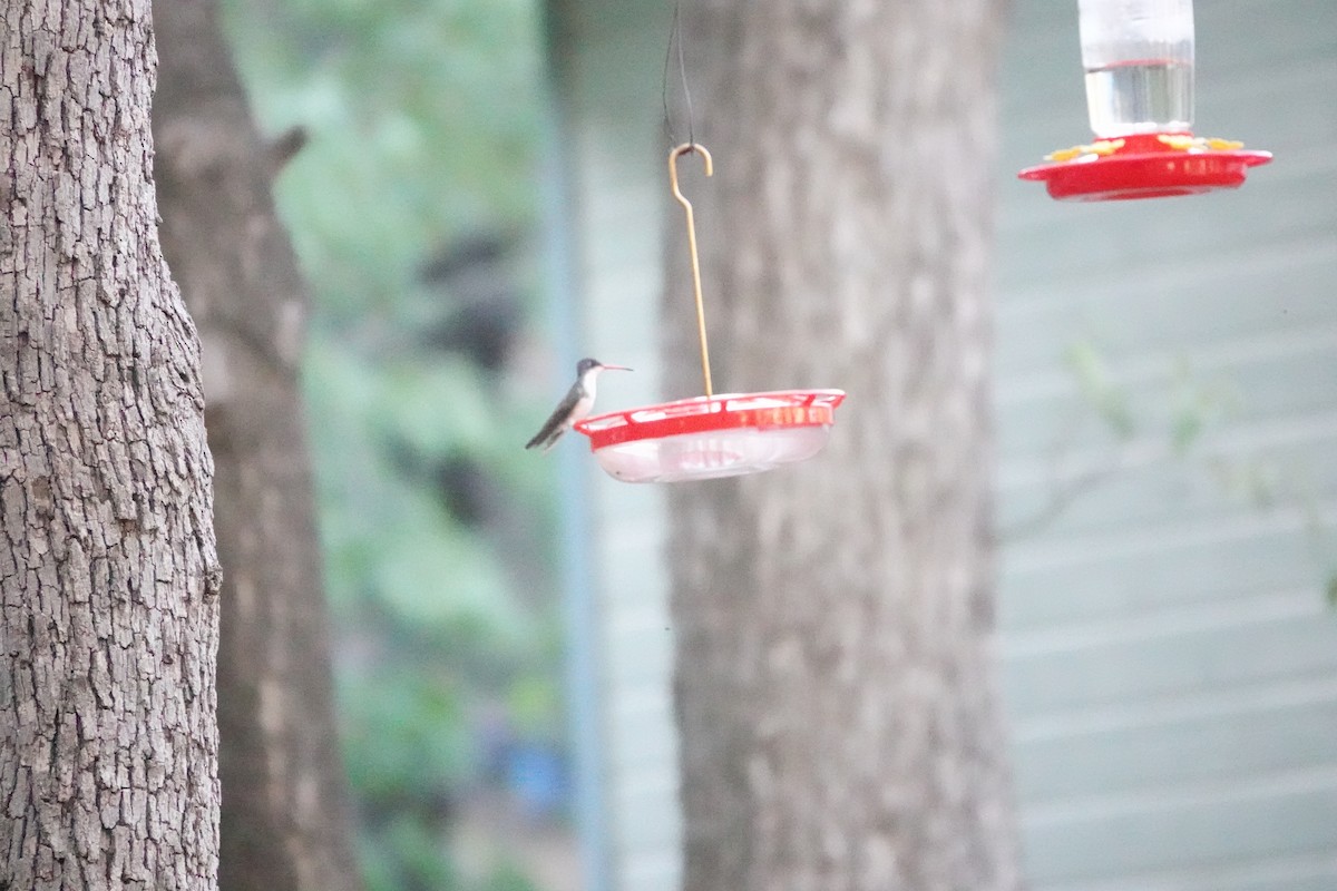 Violet-crowned Hummingbird - ML637330271