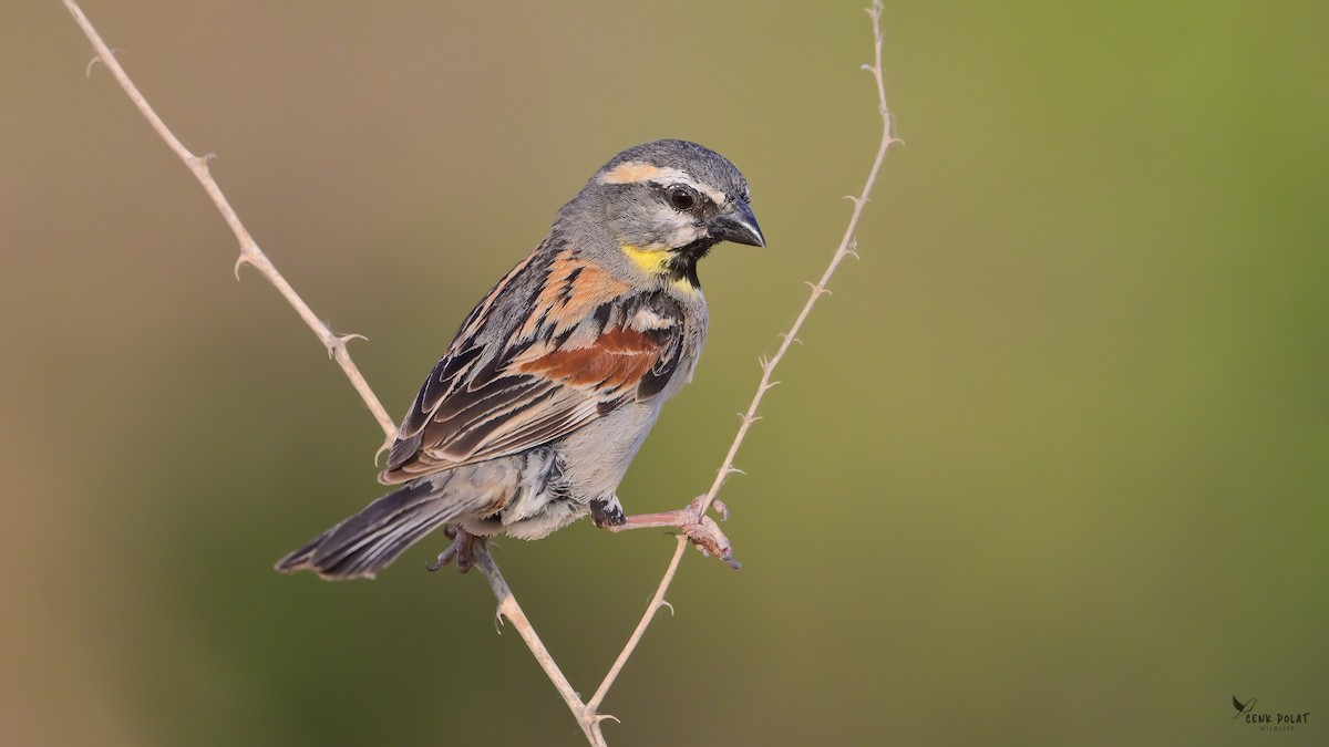 Dead Sea Sparrow - ML637330376