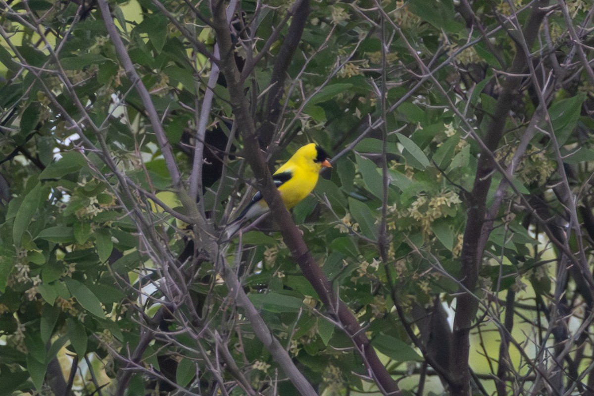 American Goldfinch - ML637330493