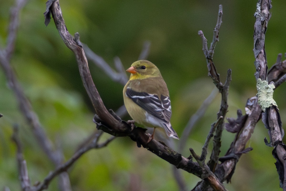 American Goldfinch - ML637330495