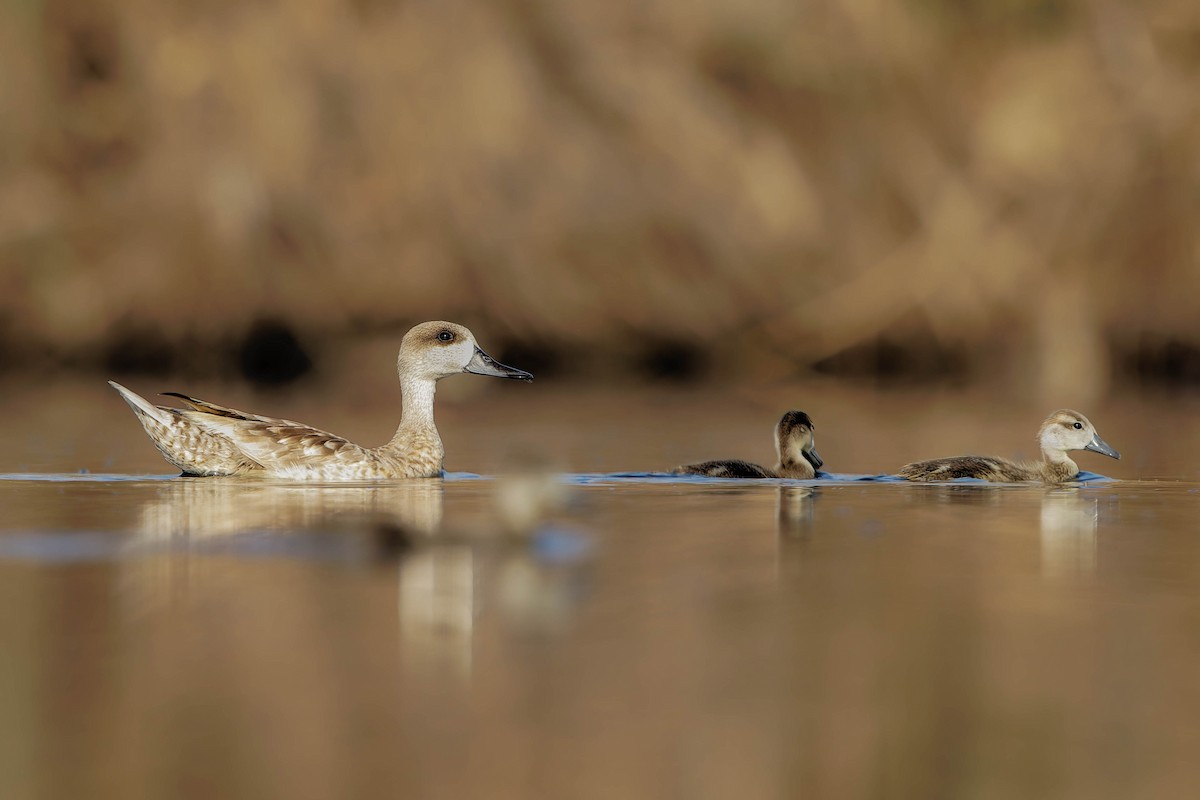 Marbled Duck - ML637330589