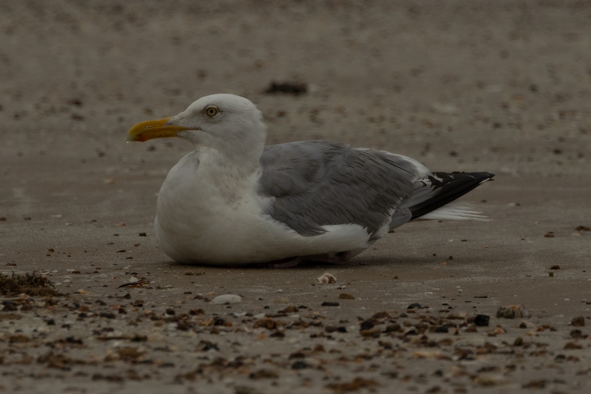 American Herring Gull - ML637330630