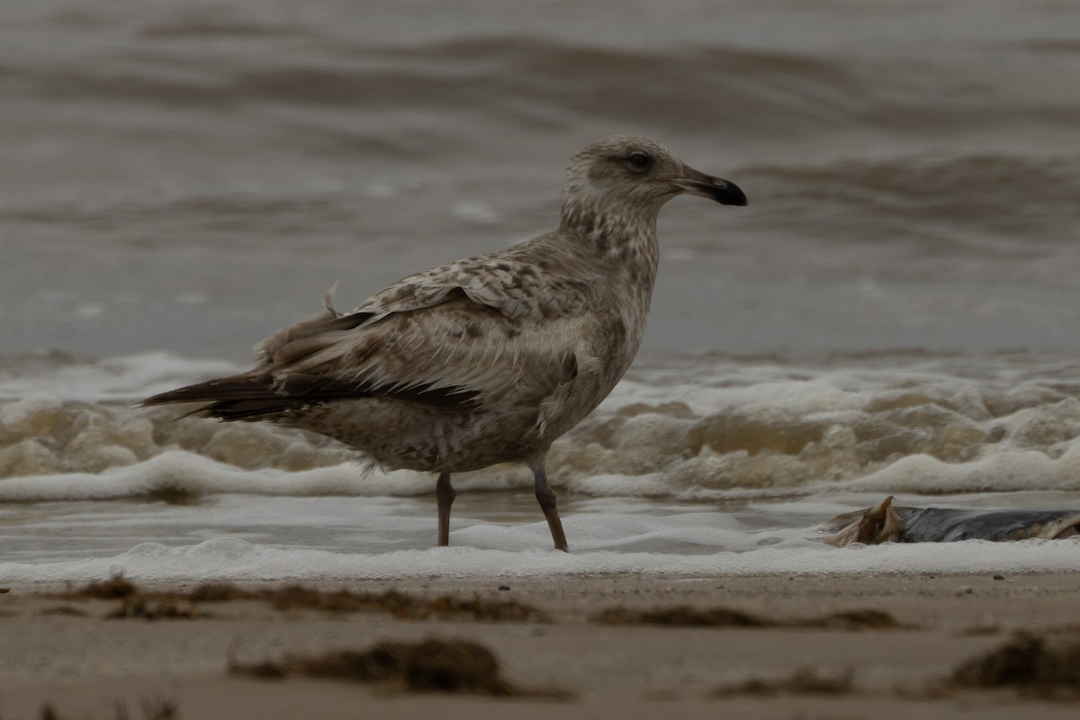 American Herring Gull - ML637330634