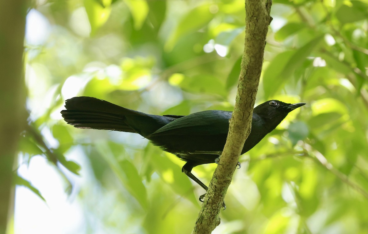 Black Catbird - ML637330655