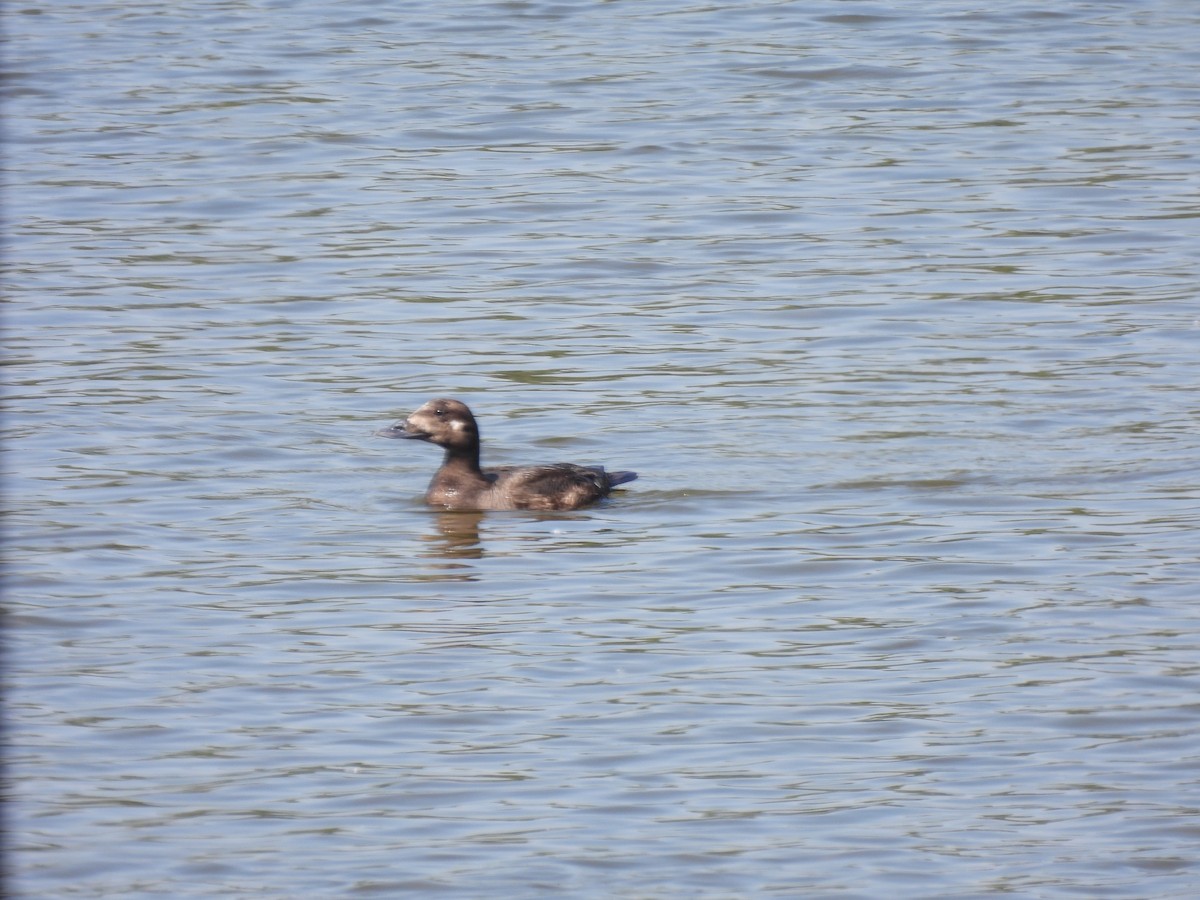 White-winged Scoter - ML637330854