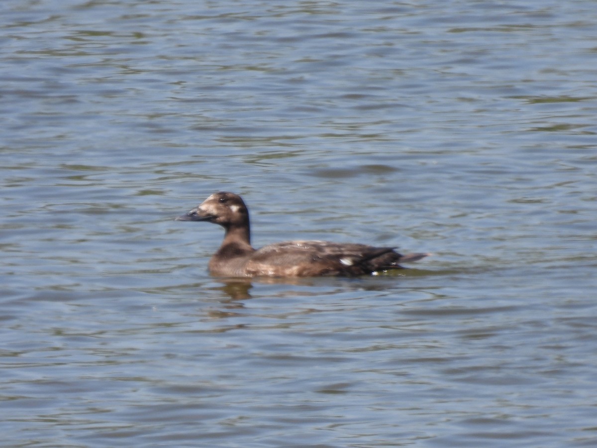 White-winged Scoter - ML637330855