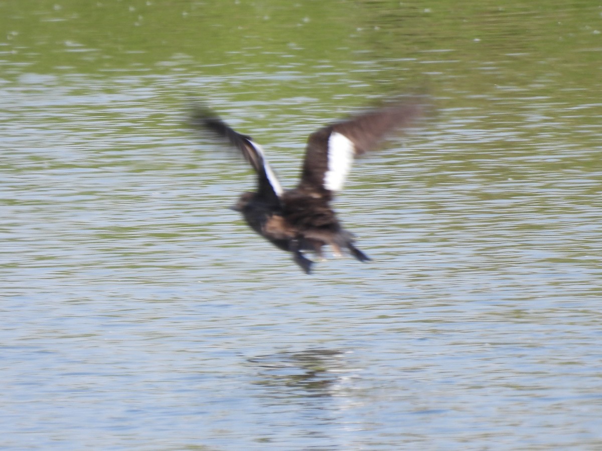 White-winged Scoter - ML637330856