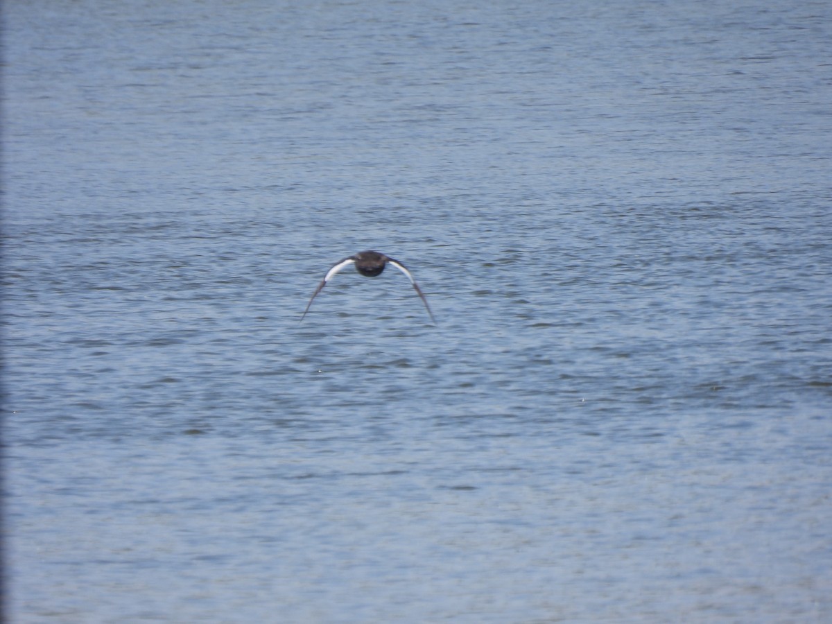 White-winged Scoter - ML637330857