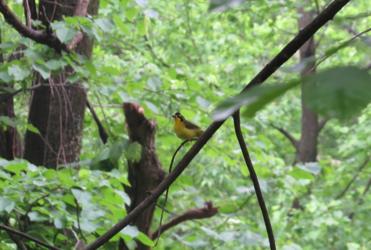 סבכון קנטקי - ML637330895