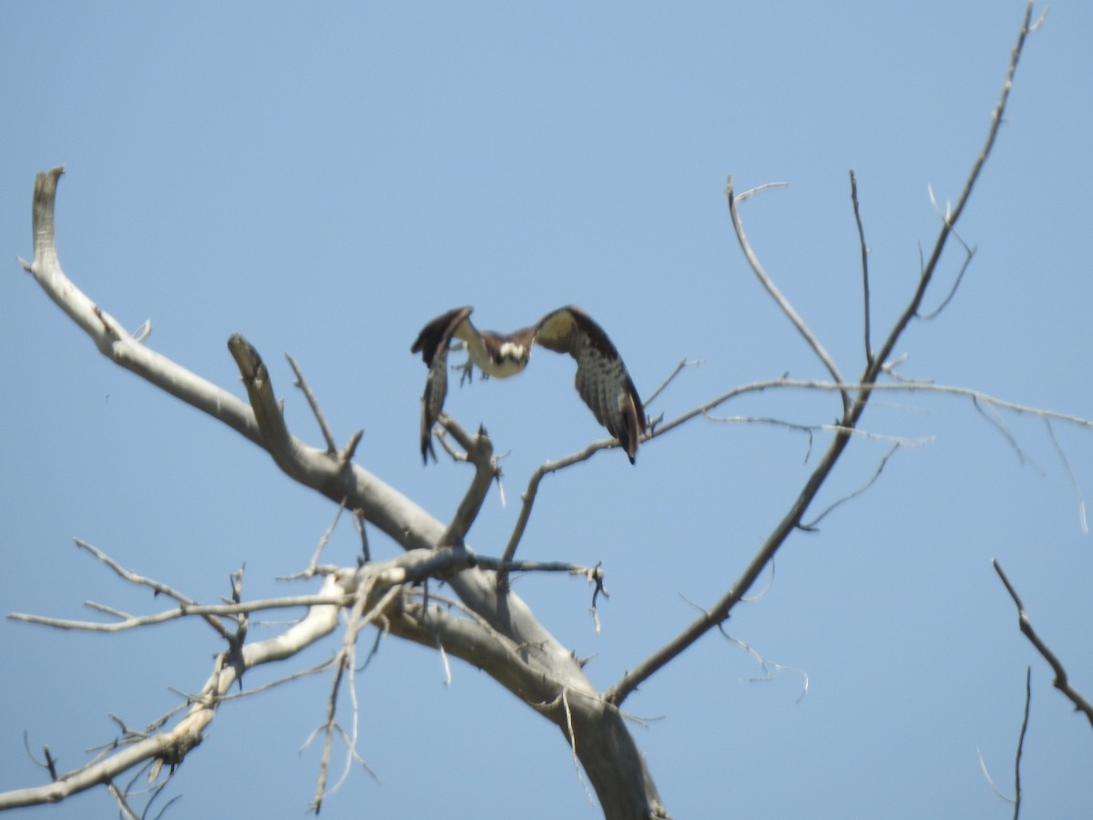 Osprey - ML637330933