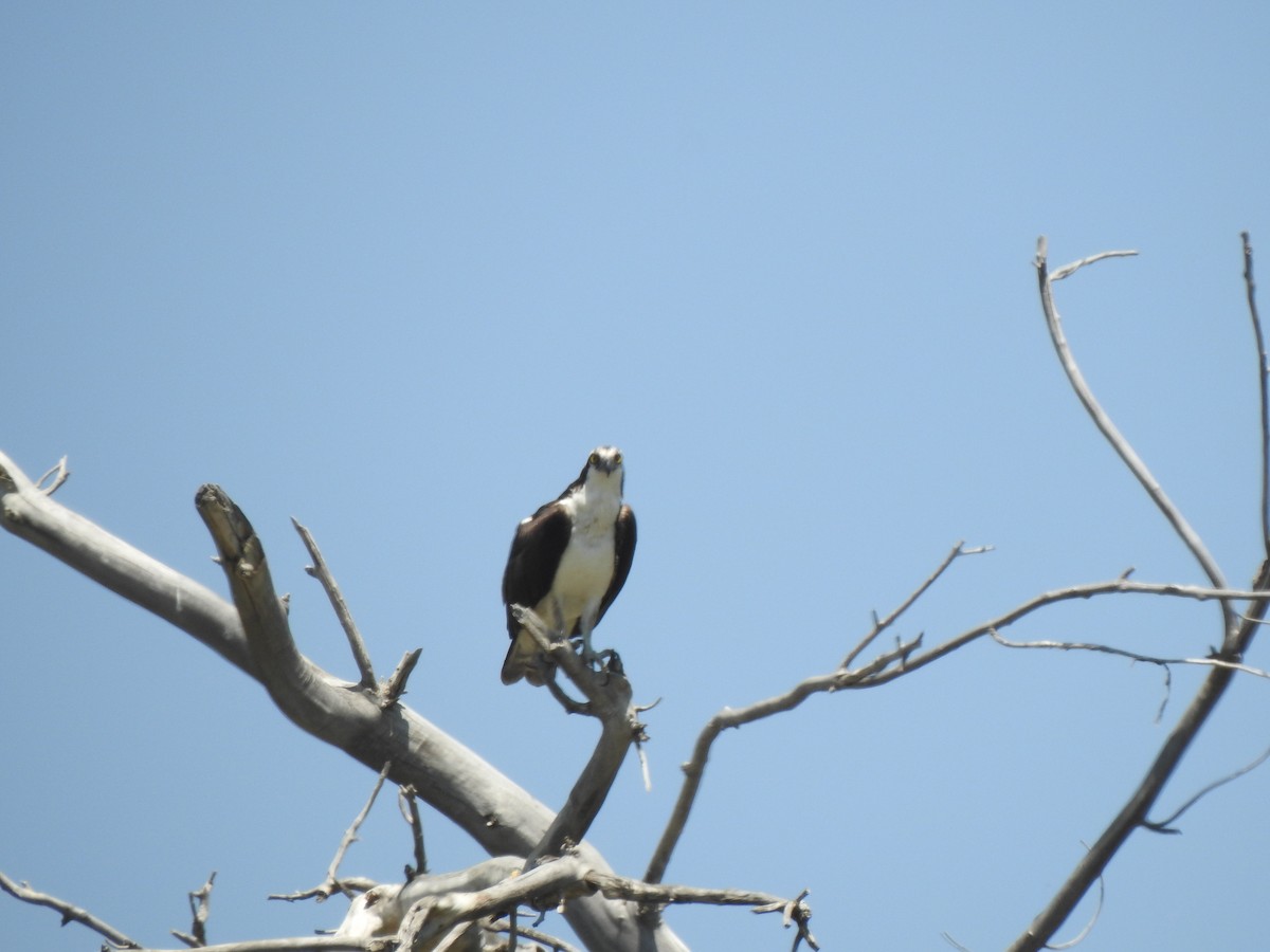 Osprey - ML637330934
