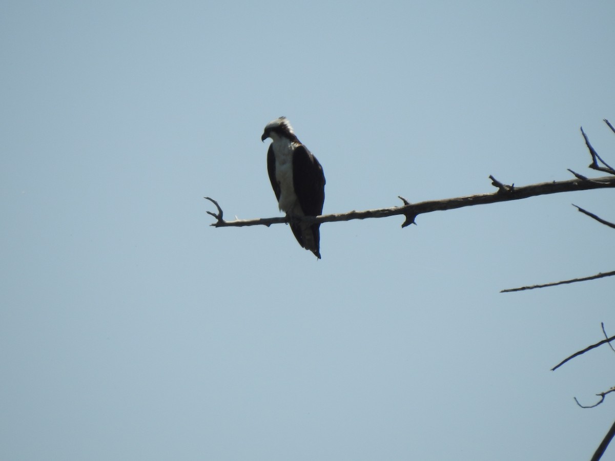 Osprey - ML637330936