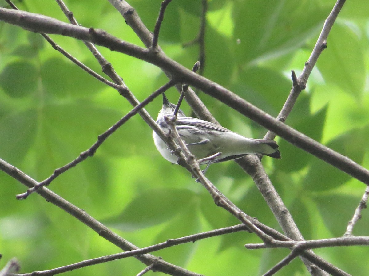 Cerulean Warbler - ML637330938