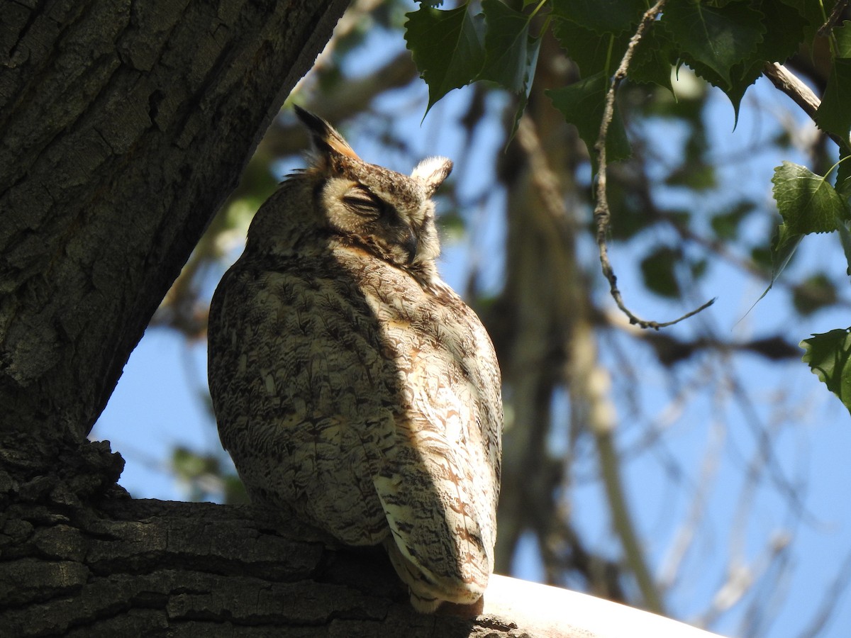 Great Horned Owl - ML637330976
