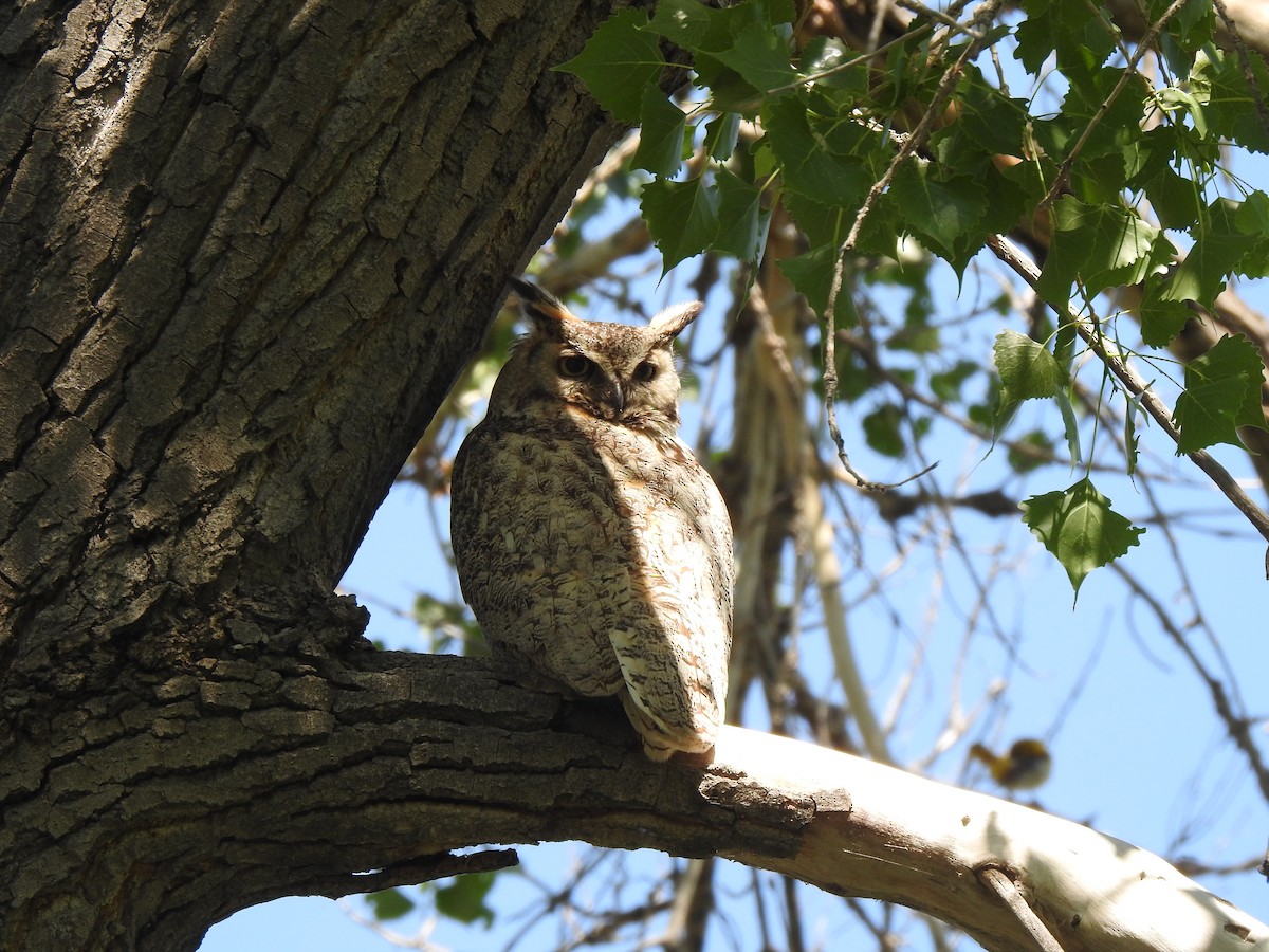 Great Horned Owl - ML637330977