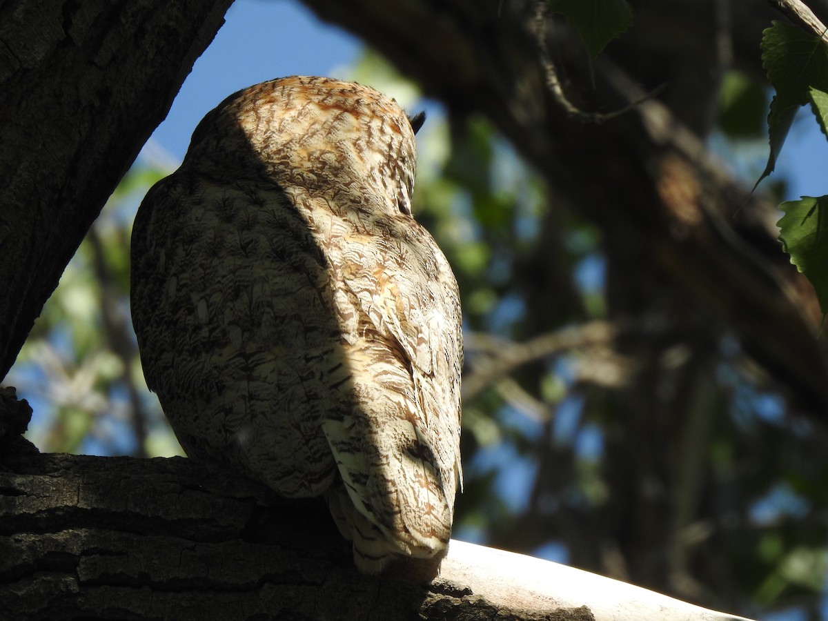 Great Horned Owl - ML637330978