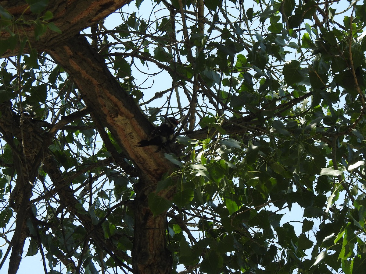 Hairy Woodpecker - ML637331000