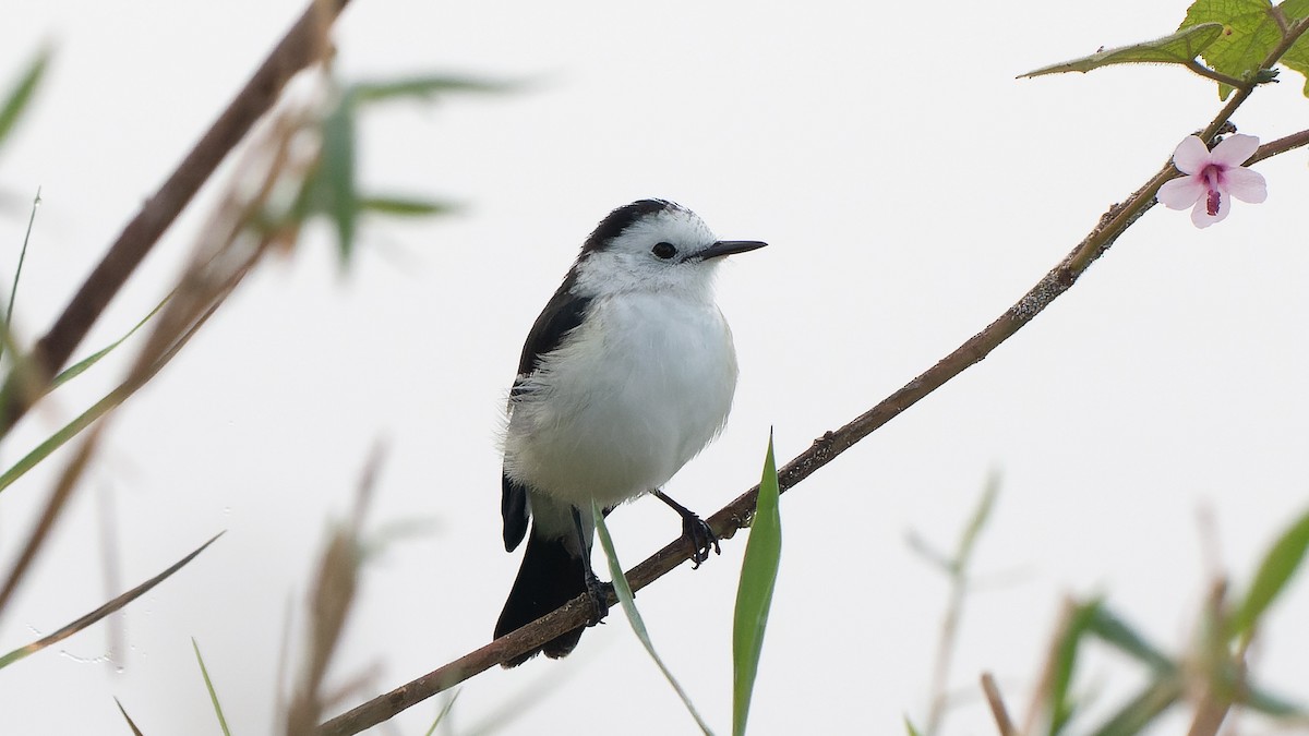 Black-backed Water-Tyrant - ML637331004