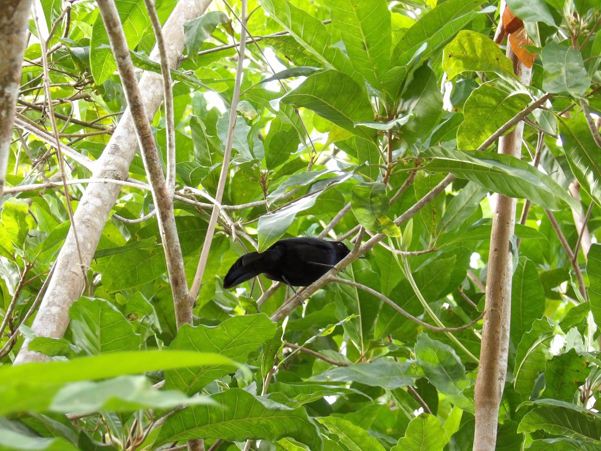 Black Catbird - ML637331012