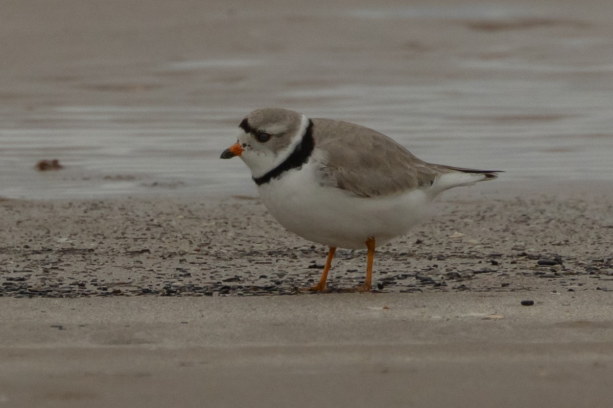 Piping Plover - ML637331044