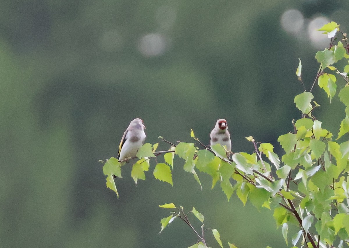 Gray-crowned Goldfinch - ML637331060