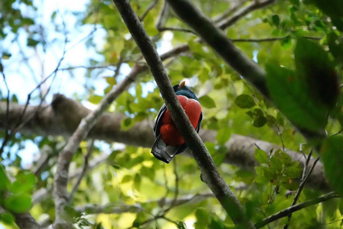 Black-tailed Trogon - ML637331074