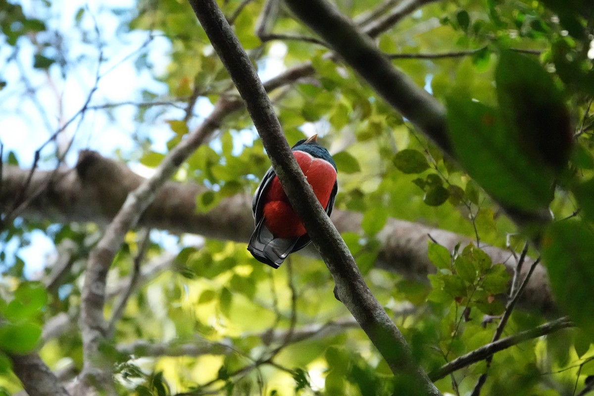 Black-tailed Trogon - ML637331076