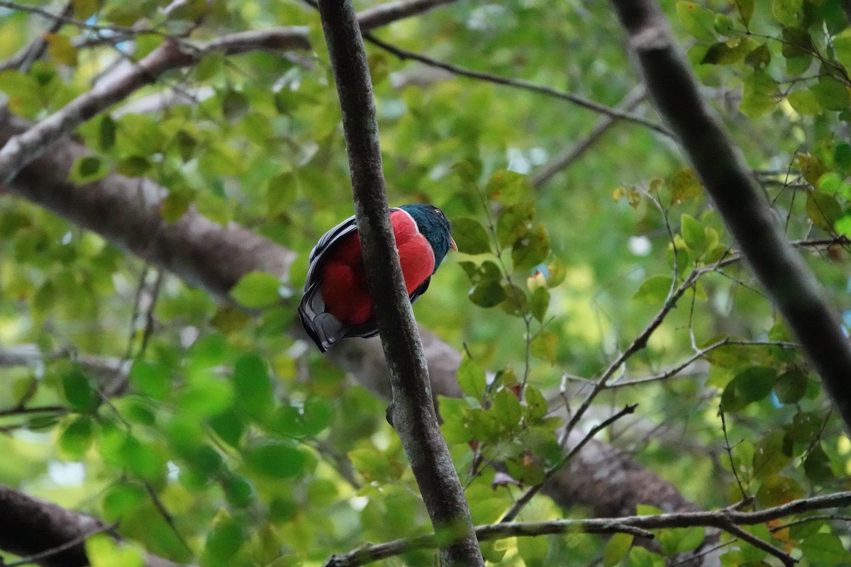 Black-tailed Trogon - ML637331077