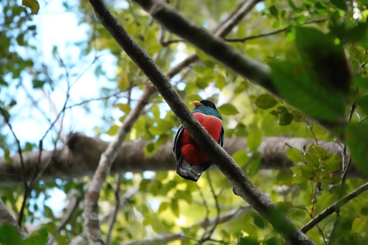 Black-tailed Trogon - ML637331078