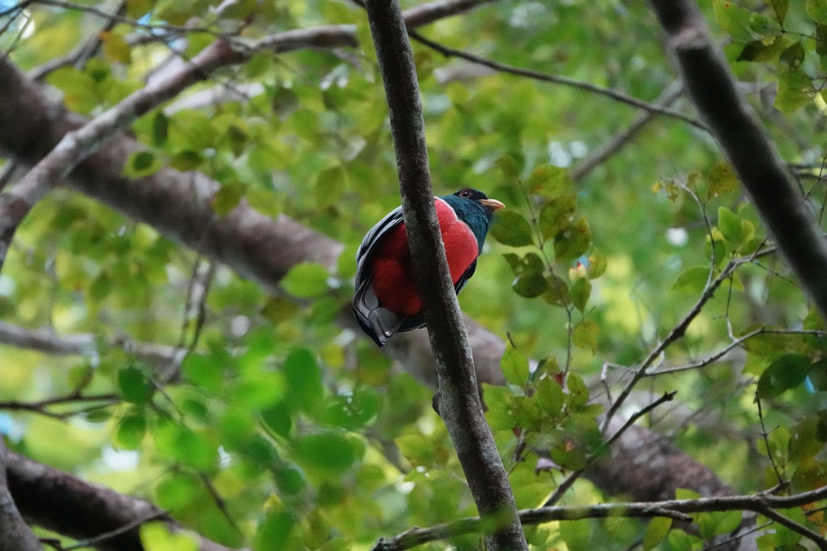 Black-tailed Trogon - ML637331079