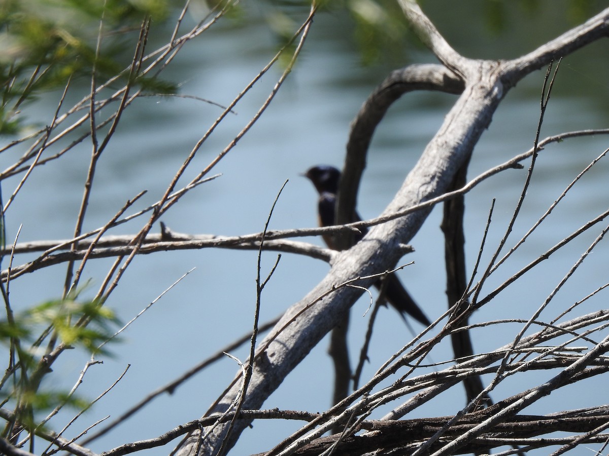 Barn Swallow - ML637331160