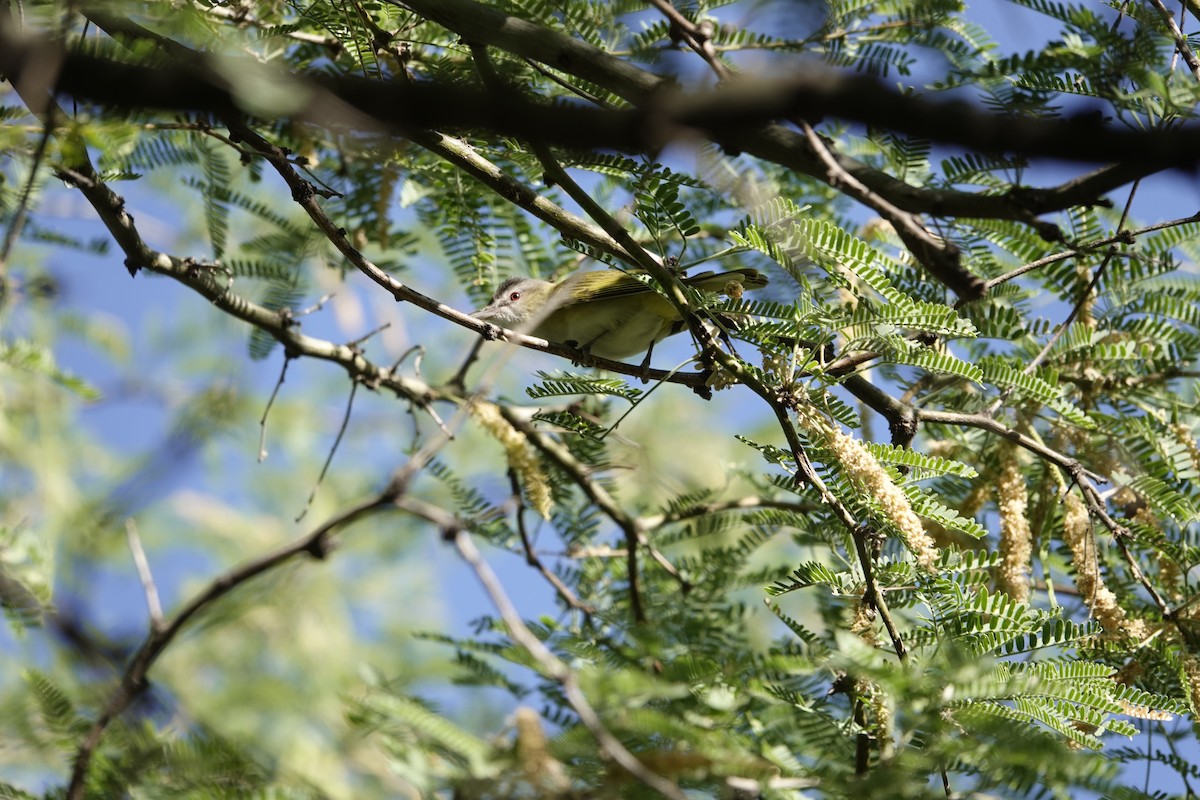 Yellow-green Vireo - ML637331187