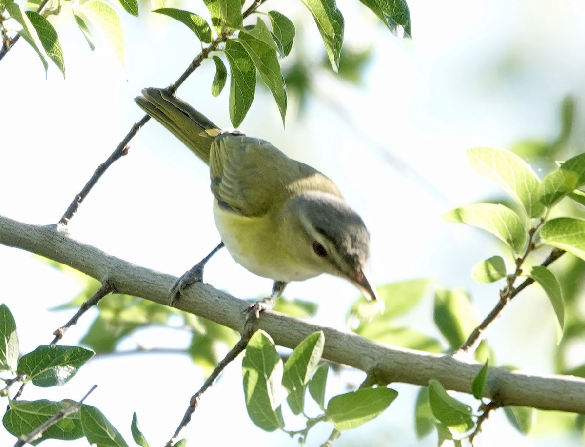 Yellow-green Vireo - ML637331202