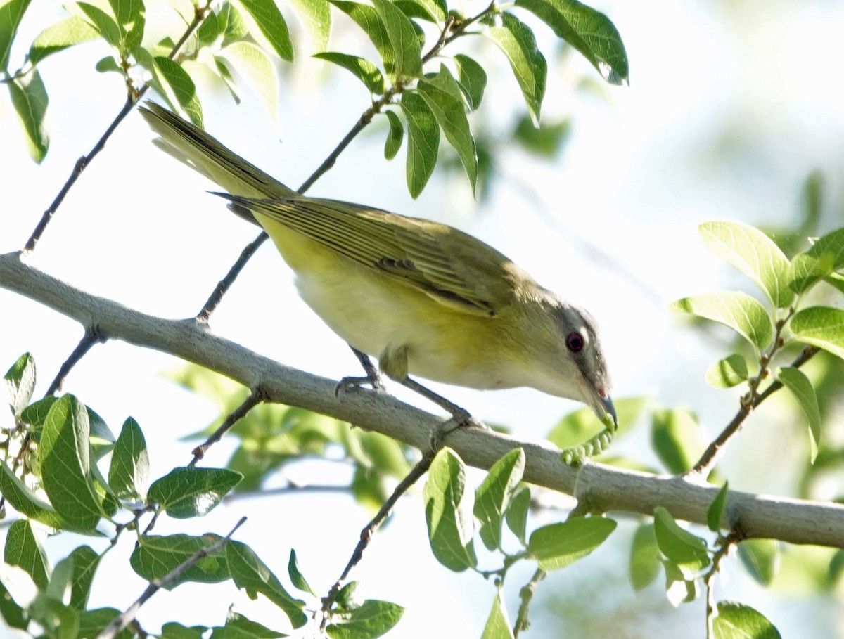 Yellow-green Vireo - ML637331203
