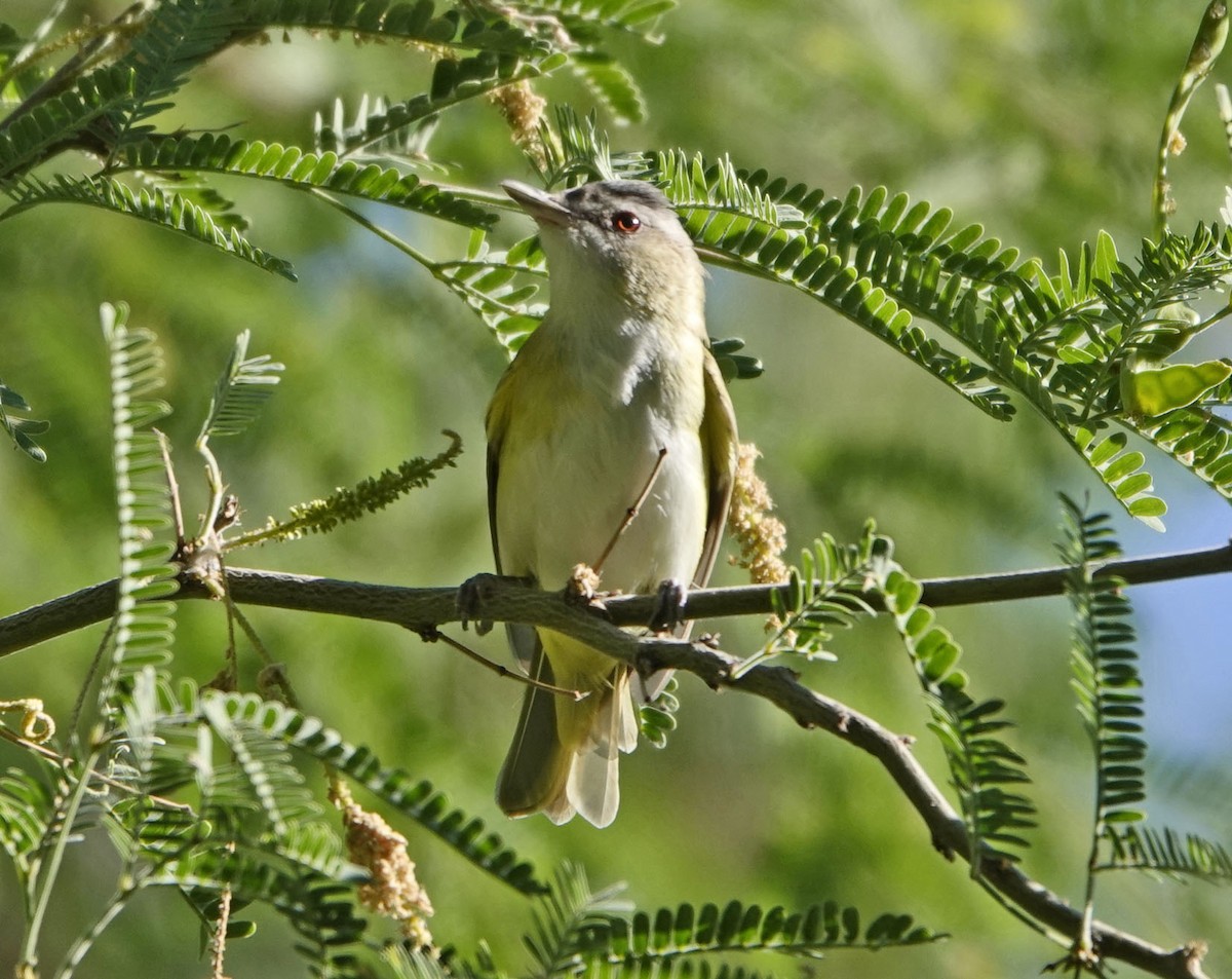 Yellow-green Vireo - ML637331228