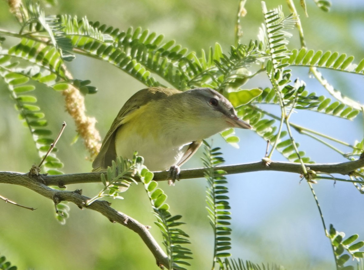 Yellow-green Vireo - ML637331229