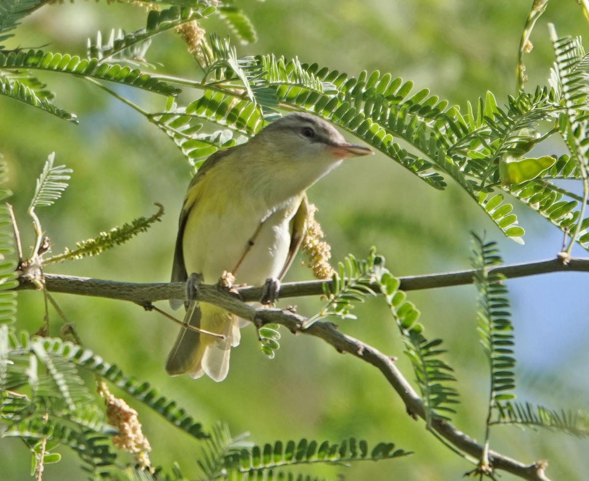Yellow-green Vireo - ML637331230