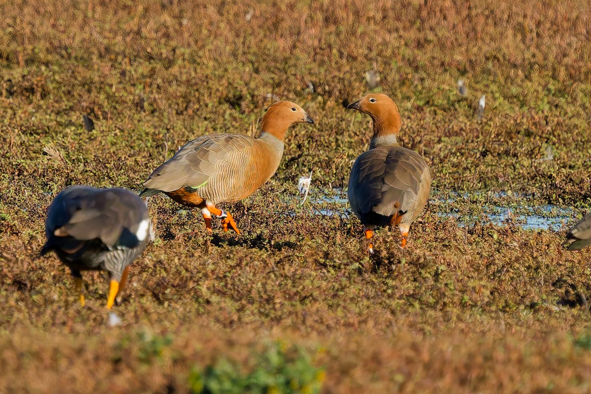 Ouette à tête rousse - ML637331233