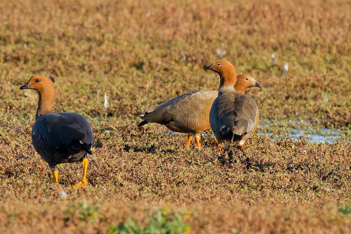 Ouette à tête rousse - ML637331234