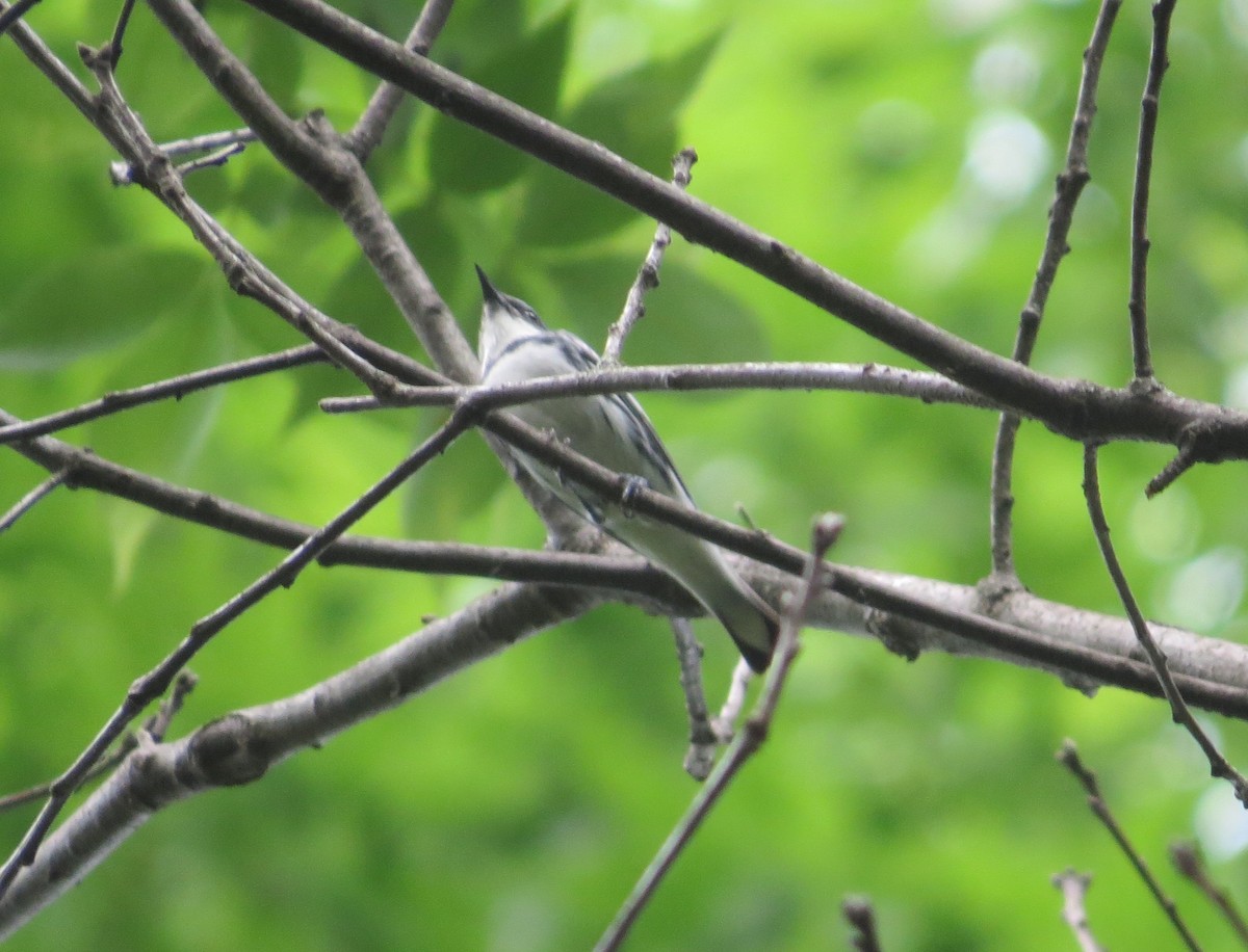 Cerulean Warbler - ML637331247