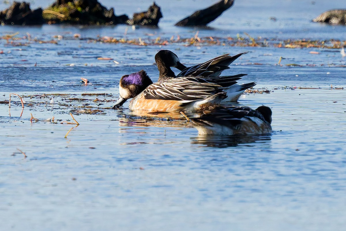 Canard de Chiloé - ML637331251