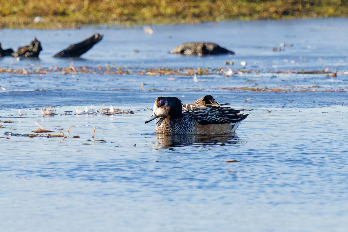 Canard de Chiloé - ML637331252