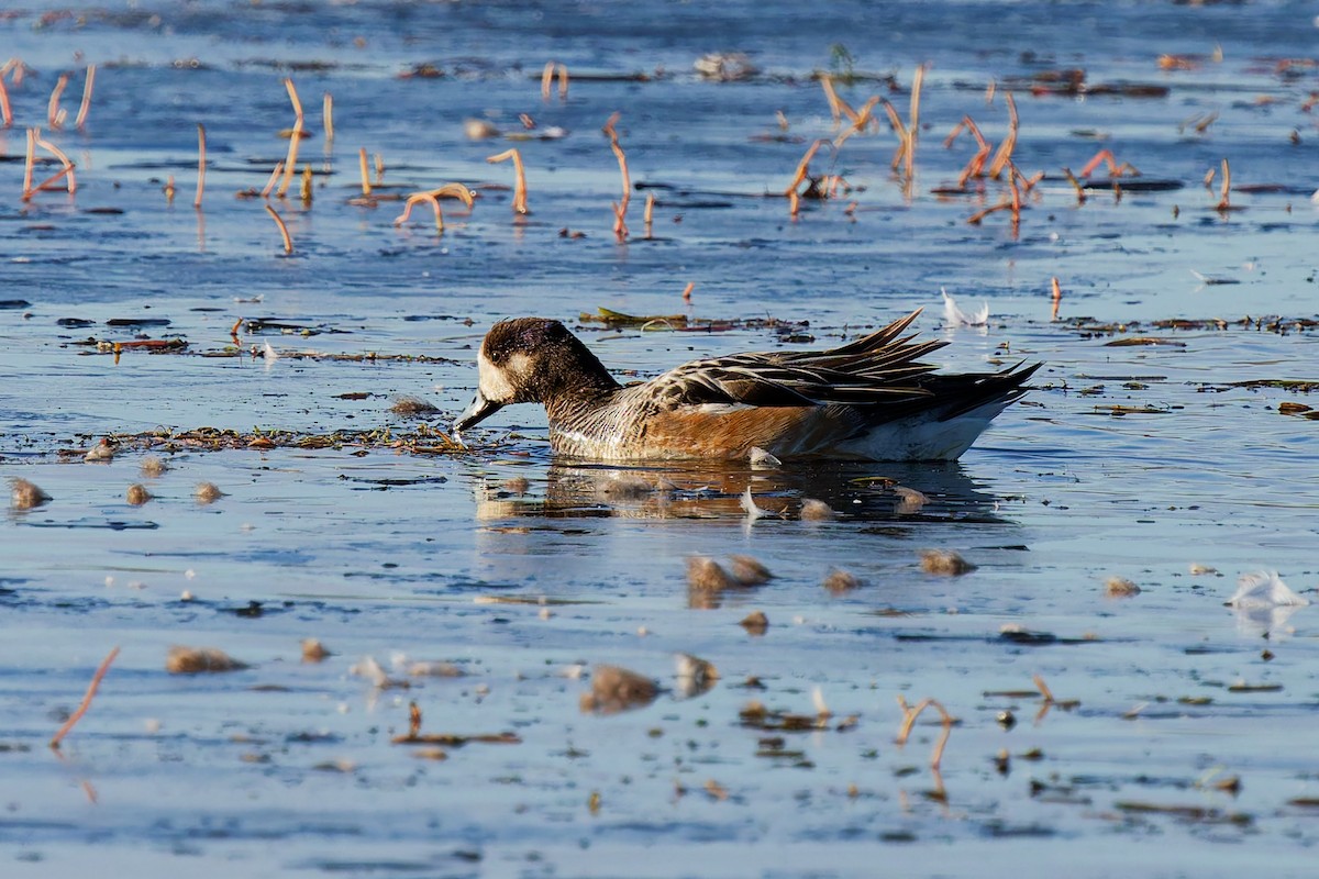 Canard de Chiloé - ML637331253