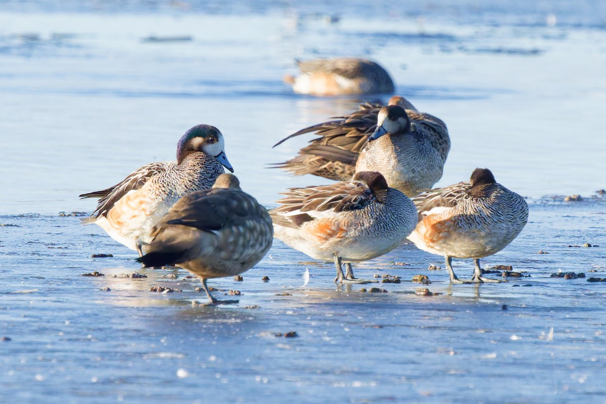 Canard de Chiloé - ML637331254