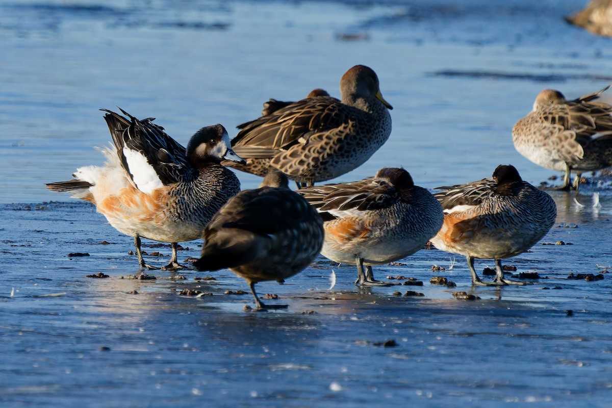 Canard de Chiloé - ML637331255