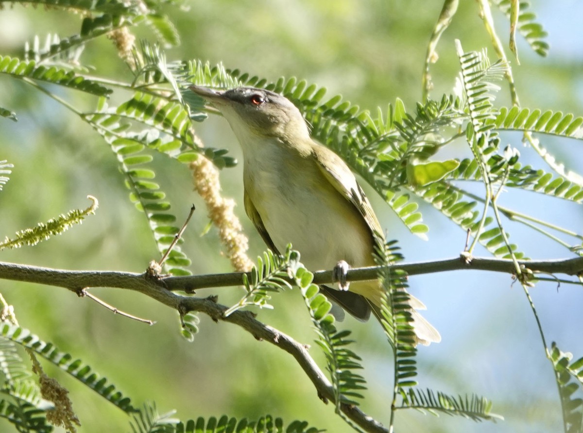 Yellow-green Vireo - ML637331265