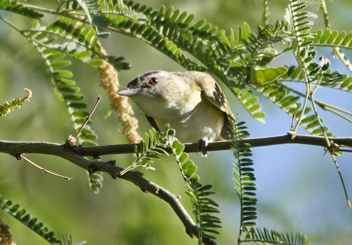 Yellow-green Vireo - ML637331266