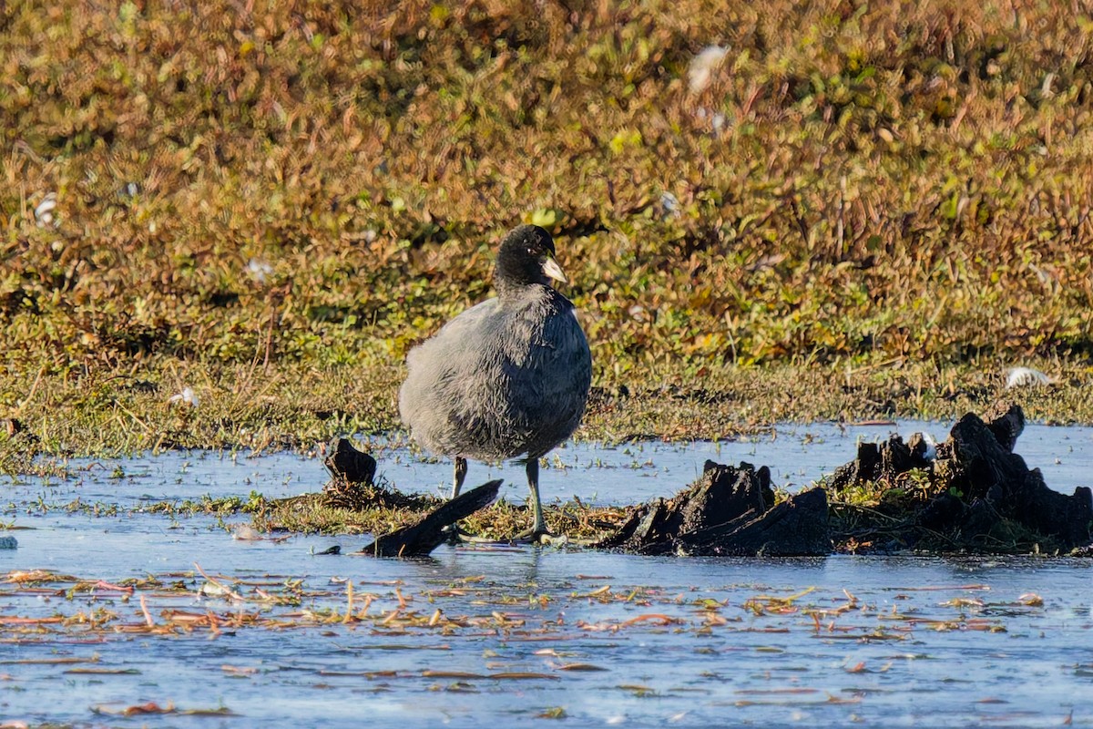Foulque leucoptère - ML637331267