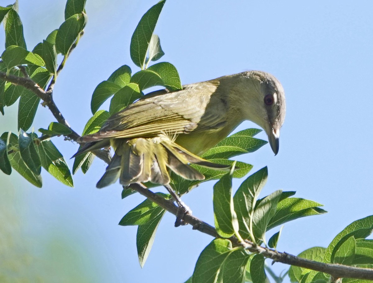 Yellow-green Vireo - ML637331274