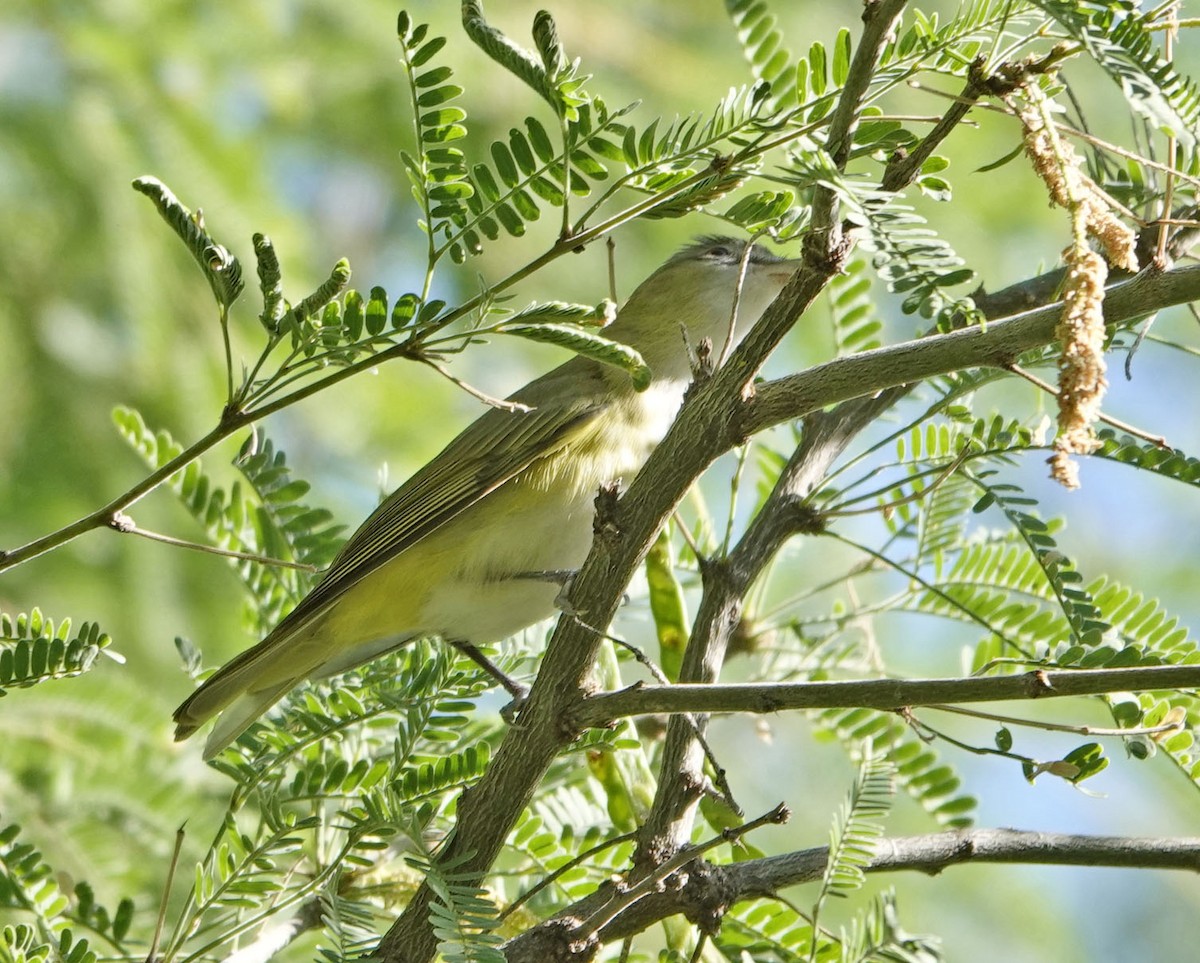 Yellow-green Vireo - ML637331275
